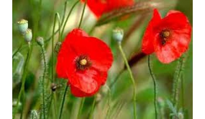 Deň vojnových veteránov 11.11. 