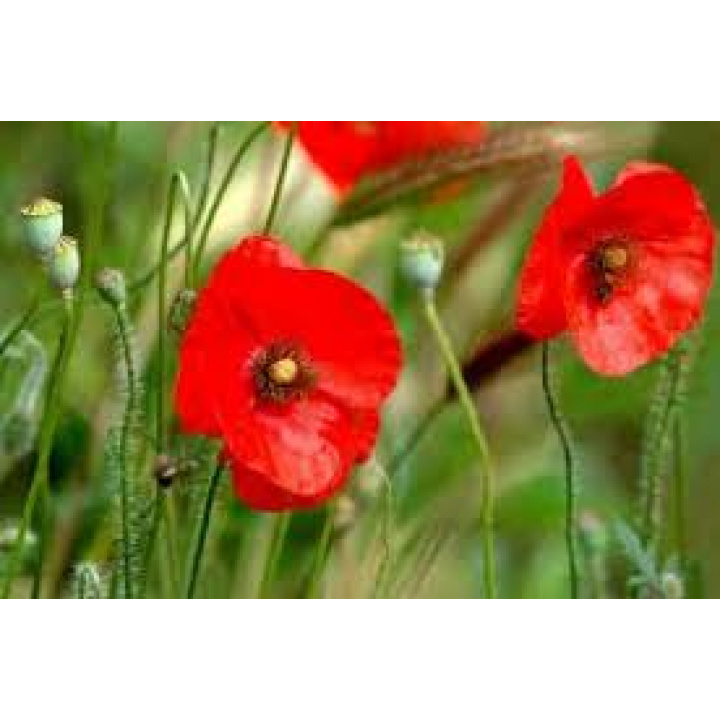 Deň vojnových veteránov 11.11. 